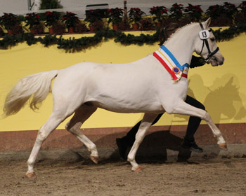 Redefin: 21. Mecklenburger K&ouml;rtage - Ponyk&ouml;rung